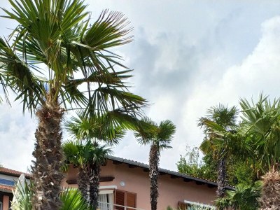 Apartment One bedroom apartment near beach Medveja, Opatija A-7722-b - Outdoor photo 6