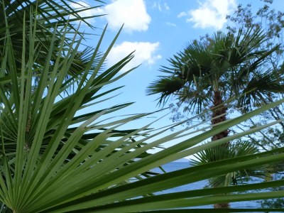 Apartment One bedroom apartment near beach Medveja, Opatija A-7722-b - Outdoor photo 17