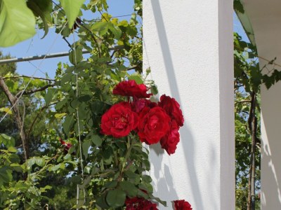 Apartment Apartments by the sea Verunić, Dugi otok - 8104 - Apartments by the sea Verunić, Dugi otok - 8104 - Outdoor photo 9