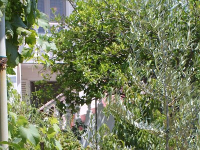 Apartment Apartments by the sea Verunić, Dugi otok - 8104 - Apartments by the sea Verunić, Dugi otok - 8104 - Outdoor photo 10