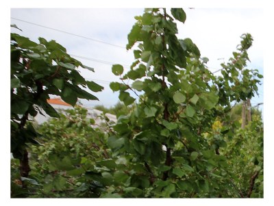 Apartment Apartments by the sea Dobropoljana, Pašman - 8198 - Outdoor photo 17