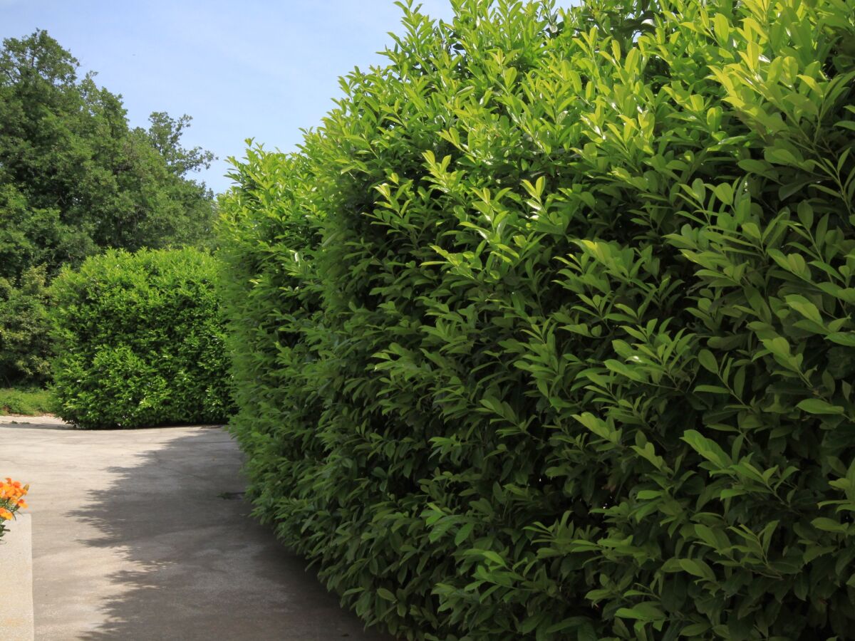 Apartment Two bedroom apartment with terrace Oprič, Opatija A-7756-c - Outdoor photo 2