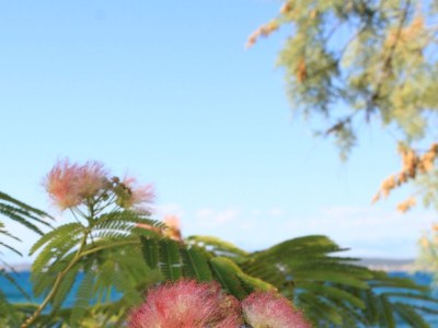 Apartment Studio flat near beach Banj, Pašman AS-8206-a - Outdoor photo 12