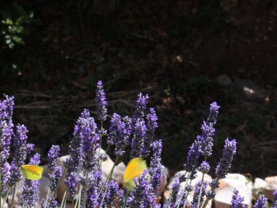 Apartment Two bedroom apartment with terrace and sea view Mali Lošinj, Lošinj A-7879-a - Outdoor photo 11