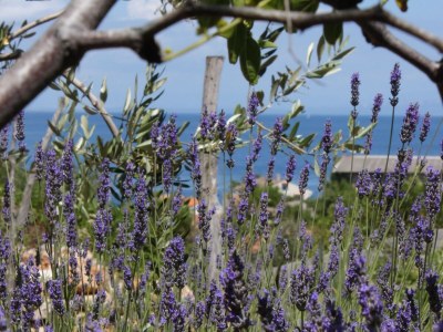 Apartment Two bedroom apartment with terrace and sea view Mali Lošinj, Lošinj A-7879-d - Outdoor photo 10