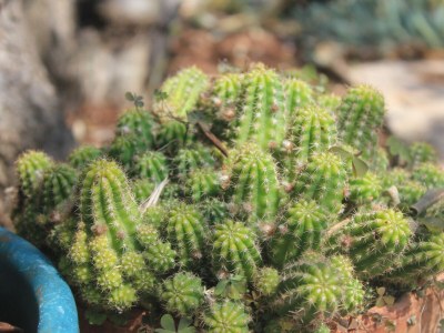 Apartment One bedroom apartment with terrace Nečujam, Šolta A-8691-b - Outdoor photo 17