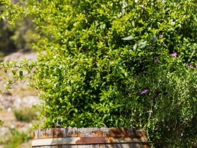 Apartment One bedroom apartment near beach Cove Torac, Hvar A-8653-c - Outdoor photo 6