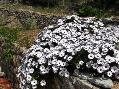 Apartment Two bedroom apartment near beach Cove Pobij, Hvar A-8702-b - Outdoor photo 10