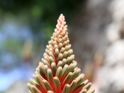 Apartment One bedroom apartment near beach Cove Pobij, Hvar A-8702-d - Outdoor photo 9