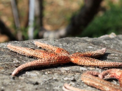 Apartment One bedroom apartment near beach Cove Pobij, Hvar A-8702-d - Outdoor photo 10