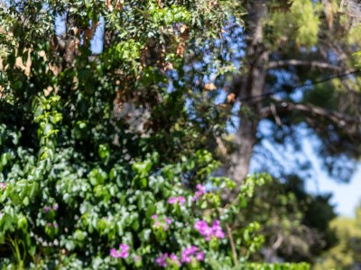 Apartment Two bedroom apartment with terrace and sea view Zavala, Hvar A-8710-b - Outdoor photo 35