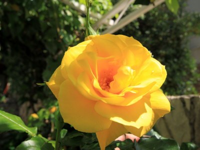 Apartment Studio flat with terrace Ivan Dolac, Hvar AS-8711-a - Outdoor photo 9