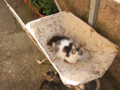 Apartment Three bedroom apartment with terrace Jelsa, Hvar A-8713-b - Outdoor photo 7