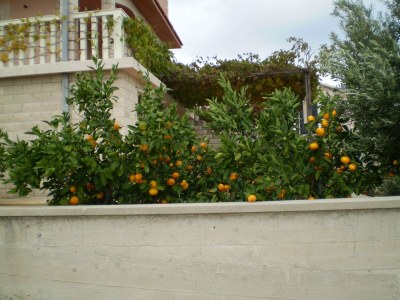 Apartment Two bedroom apartment with terrace and sea view Rukavac, Vis A-8839-c - Outdoor photo 8