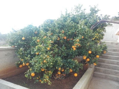 Apartment Two bedroom apartment with terrace and sea view Rukavac, Vis A-8839-c - Outdoor photo 11