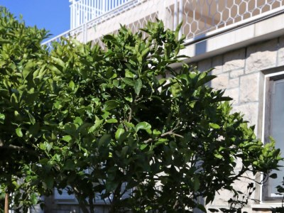 Apartment One bedroom apartment near beach Lumbarda, Korčula A-10049-c - Outdoor photo 16