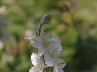 Apartment Apartments by the sea Lovište, Pelješac - 10182 - Apartments by the sea Lovište, Pelješac - 10182 - Outdoor photo 10