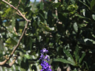 Apartment Apartments by the sea Lovište, Pelješac - 10182 - Apartments by the sea Lovište, Pelješac - 10182 - Outdoor photo 11