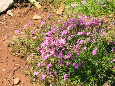 Apartment Apartments by the sea Lovište, Pelješac - 10182 - Apartments by the sea Lovište, Pelješac - 10182 - Outdoor photo 7
