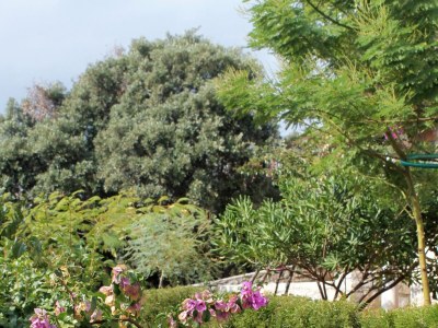 Apartment One bedroom apartment with terrace and sea view Zavalatica, Korčula A-9280-a - Outdoor photo 12