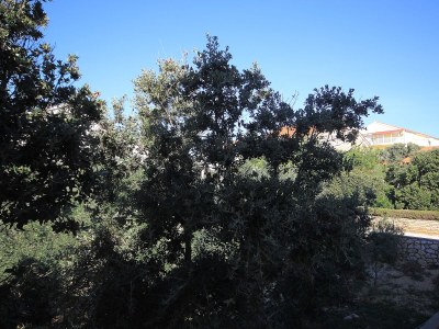 Apartment One bedroom apartment with terrace Mandre, Pag A-9354-b - Outdoor photo 22