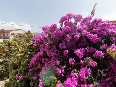 Apartment Two bedroom apartment with terrace Supetar, Brač A-11278-a - Outdoor photo 9