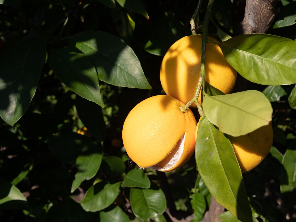 Apartment Three bedroom apartment near beach Podgora, Makarska A-11469-a - Outdoor photo 3