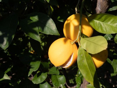 Apartment Three bedroom apartment near beach Podgora, Makarska A-11469-a - Outdoor photo 3