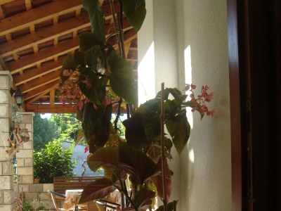 Apartment One bedroom apartment with air-conditioning Slađenovići, Dubrovnik A-11531-a - Outdoor photo 8