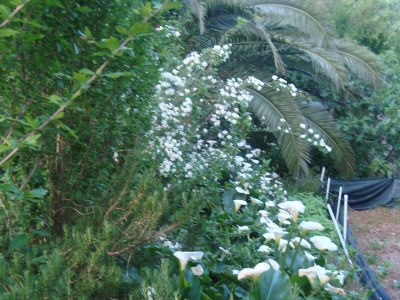 Apartment One bedroom apartment with air-conditioning Slađenovići, Dubrovnik A-11531-a - Outdoor photo 10