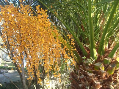 Apartment One bedroom apartment with air-conditioning Slađenovići, Dubrovnik A-11531-a - Outdoor photo 11