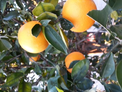 Apartment One bedroom apartment with air-conditioning Slađenovići, Dubrovnik A-11531-a - Outdoor photo 12