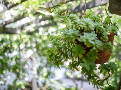 Apartment One bedroom apartment with air-conditioning Lopar, Rab A-12327-c - Outdoor photo 23