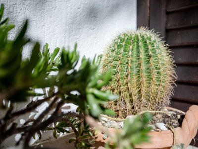 Apartment One bedroom apartment with air-conditioning Lopar, Rab A-12327-c - Outdoor photo 25