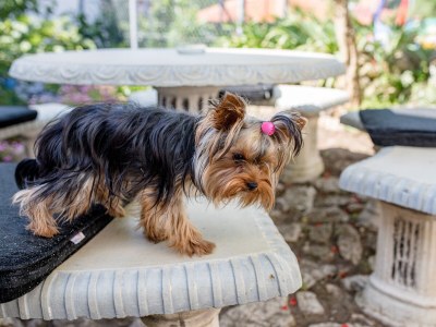 Apartment One bedroom apartment with air-conditioning Lopar, Rab A-12327-e - Outdoor photo 13