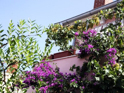 Apartment Two bedroom apartment with terrace Mali Lošinj, Lošinj A-12634-a - Outdoor photo 9