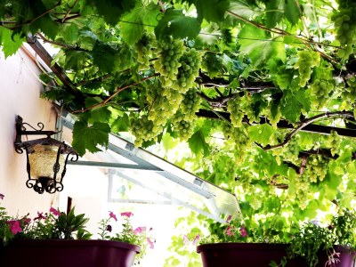 Apartment Two bedroom apartment with terrace Mali Lošinj, Lošinj A-12634-a - Outdoor photo 10