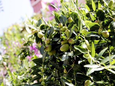 Apartment Two bedroom apartment with terrace Mali Lošinj, Lošinj A-12634-a - Outdoor photo 11