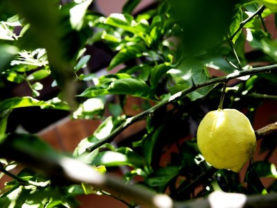 Apartment Two bedroom apartment with terrace Mali Lošinj, Lošinj A-12634-a - Outdoor photo 13