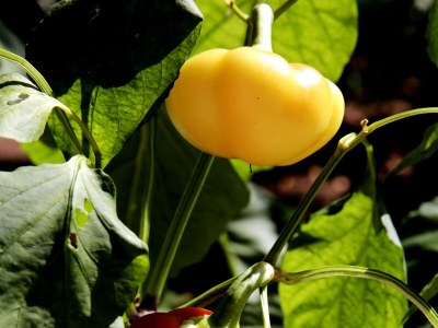 Apartment Two bedroom apartment with terrace Mali Lošinj, Lošinj A-12634-a - Outdoor photo 14