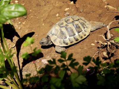 Apartment Two bedroom apartment with terrace Mali Lošinj, Lošinj A-12634-a - Outdoor photo 15