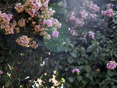 Apartment Two bedroom apartment with terrace Mali Lošinj, Lošinj A-12634-a - Outdoor photo 16