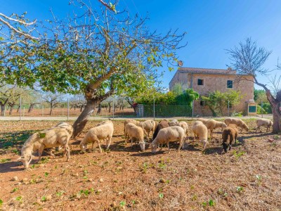 Finca Sa Mata - Outdoor photo 12