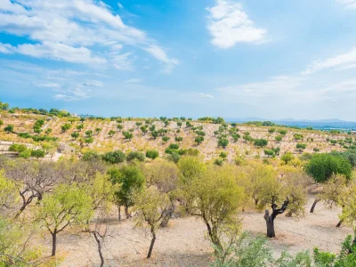 Finca Sa Mata - Environment photo 34