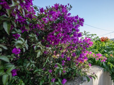 Apartment One bedroom apartment with air-conditioning Lopar, Rab A-12327-a - Outdoor photo 19