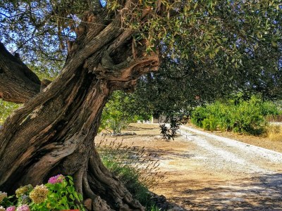 Apartment Two bedroom apartment with terrace and sea view Vinišće, Trogir A-12676-b - Outdoor photo 35