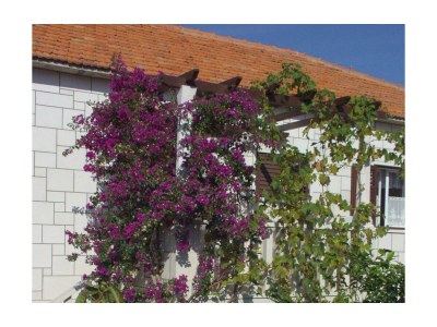 Apartment One bedroom apartment with balcony and sea view Postira, Brač A-740-b - Outdoor photo 7