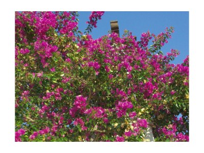 Apartment One bedroom apartment with balcony and sea view Postira, Brač A-740-b - Outdoor photo 9