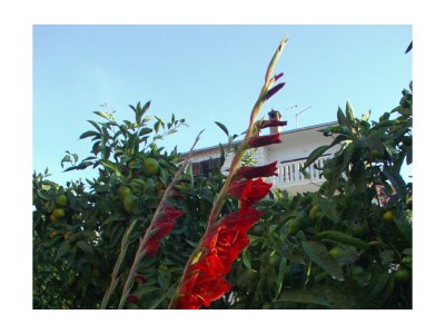 Apartment One bedroom apartment with balcony and sea view Postira, Brač A-740-b - Outdoor photo 10