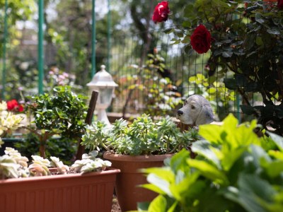 Apartment Two bedroom apartment with terrace Sumartin, Brač A-764-a - Outdoor photo 11